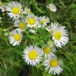 Erigeron annuus fruit picture by Hans Puhr (cc-by-sa)