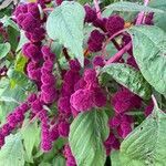 Amaranthus caudatus flower picture by Jeremy Finn (cc-by-sa)