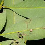 Garcinia intermedia leaf picture by Nelson Zamora Villalobos (cc-by-nc)