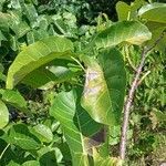 Ficus nymphaeifolia leaf picture by cristian gaviria londoño (cc-by-sa)