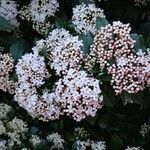 Viburnum tinus flower picture by Jean Maurice Bauné (cc-by-sa)