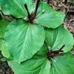 Trillium chloropetalum leaf picture by Tessa K. (cc-by-sa)