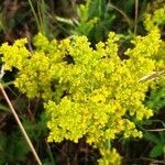 Galium verum flower picture by Stephanie O'Donoghue (cc-by-sa)