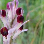 Fumaria gaillardotii flower picture by Llandrich anna (cc-by-sa)