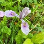 Iris tenax flower picture by Carson K (cc-by-sa)