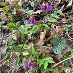 Lathyrus vernus habit picture by Jacques Zuber (cc-by-sa)