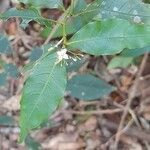 Psychotria leiocarpa leaf picture by Trap Hers (cc-by-sa)