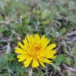 Taraxacum palustre flower picture by Antoine Olivier (cc-by-sa)