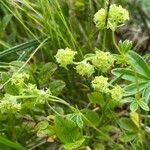 Alchemilla alpina habit picture by Julia Henning (cc-by-sa)