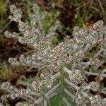 Salvia aethiopis leaf picture by Aig Garcia (cc-by-sa)