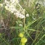 Gomphocarpus fruticosus flower picture by Pinto Aquiles (cc-by-sa)