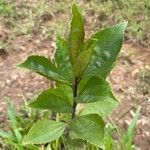 Baccharis pedunculata leaf picture by David Rodriguez (cc-by-sa)