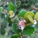 Eugenia buxifolia flower picture by Bernard REYNAUD (cc-by-sa)