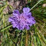 Scabiosa lucida flower picture by danieleweb (cc-by-sa)