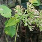 Mikania cordifolia flower picture by Flor Alex (cc-by-sa)