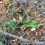 Arisarum simorrhinum leaf picture by Abreu Paula (cc-by-sa)