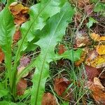 Taraxacum venustum leaf picture by Karsten Hoffmeyer (cc-by-sa)