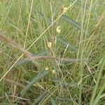 Chamaecrista mimosoides habit picture by susan brown (cc-by-sa)