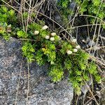 Baccharis tricuneata habit picture by Fabien Anthelme (cc-by-sa)