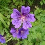 Geranium ibericum flower picture by David Howarth (cc-by-sa)