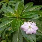 Impatiens sodenii leaf picture by Marc Thornley (cc-by-sa)