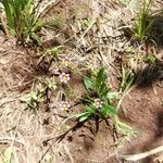 Sisyrinchium micranthum habit picture by Gonçalves da Cunha Lucas (cc-by-sa)