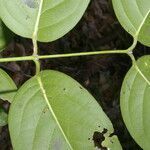 Cuervea kappleriana leaf picture by Nelson Zamora Villalobos (cc-by-nc)