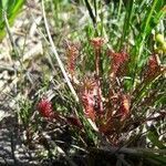 Drosera intermedia flower picture by Mariken Lorie (cc-by-sa)