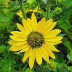 Silphium radula flower picture by K O (cc-by-sa)