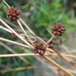 Scirpoides holoschoenus fruit picture by Yoan MARTIN (cc-by-sa)