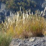 Achnatherum calamagrostis habit picture by francois tissot (cc-by-sa)