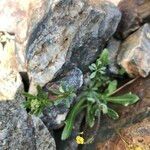 Galium anisophyllon habit picture by Louise Fulchiron (cc-by-sa)