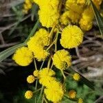 Acacia saligna flower picture by Giorgio Fornara (cc-by-sa)