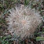 Tragopogon porrifolius fruit picture by samuel jean (cc-by-sa)