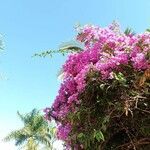 Bougainvillea glabra habit picture by Jorg P (cc-by-sa)