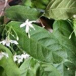 Wrightia tinctoria flower picture by Rekha Suresh (cc-by-sa)