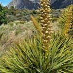 Aciphylla aurea habit picture by Jean-Marie Frenoux (cc-by-sa)