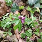 Corydalis intermedia flower picture by Sandor Samu (cc-by-sa)