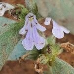 Ajuga integrifolia flower picture by susan brown (cc-by-sa)