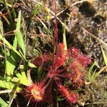 Drosera rotundifolia leaf picture by Emanuele Pedretti Magli (cc-by-sa)