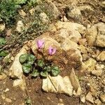 Cyclamen persicum flower picture by Danielle Meyer (cc-by-sa)