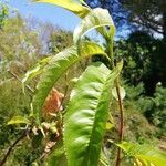 Prunus persica leaf picture by Marie Sophie Debut (cc-by-sa)