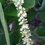 Coccoloba uvifera flower picture by Michel L. (cc-by-sa)