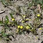 Cotula coronopifolia habit picture by huy HO (cc-by-sa)