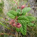 Rubus acanthophyllos habit picture by Fabien Anthelme (cc-by-sa)