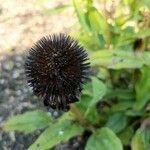 Echinacea purpurea fruit picture by Matthias Foellmer (cc-by-sa)