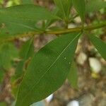 Solidago caesia leaf picture by Bruce Winter (cc-by-sa)