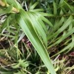 Arundina graminifolia leaf picture by Hugo SANTACREU (cc-by-sa)