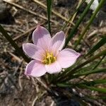 Zephyranthes fosteri flower picture by Yeshua Jiménez Ortega (cc-by-sa)