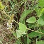 Neonotonia wightii habit picture by susan brown (cc-by-sa)